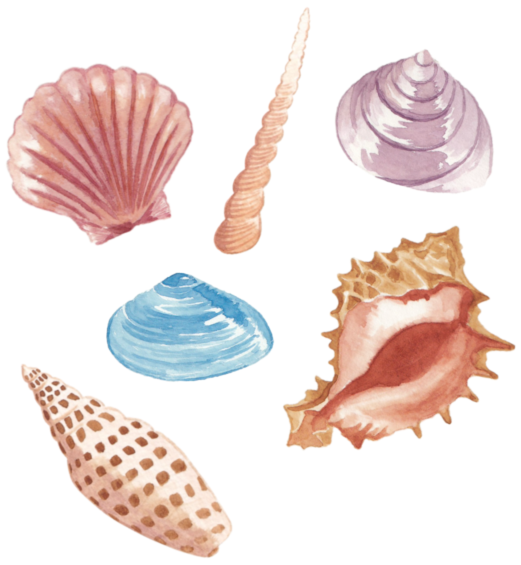 貝殻水彩イラスト